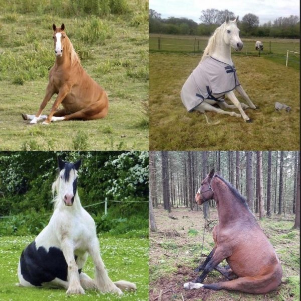 do horse sit