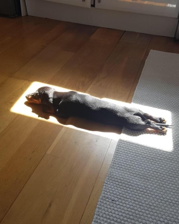 praise the sun dog