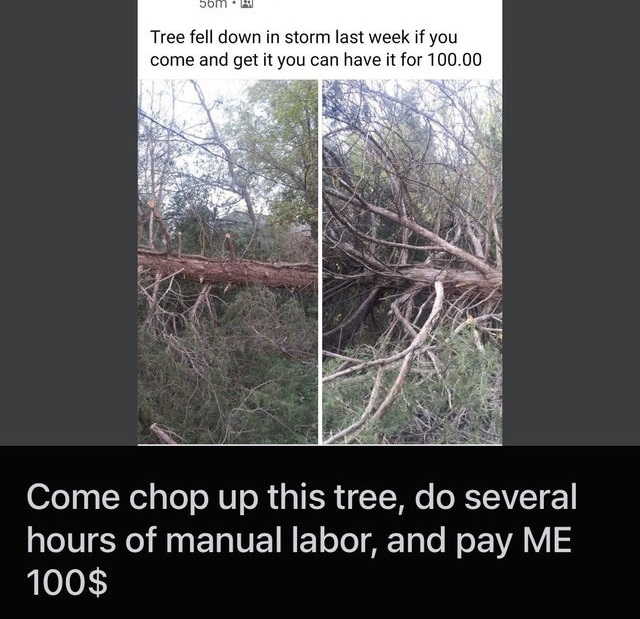 video - Tree fell down in storm last week if you come and get it you can have it for 100.00 Come chop up this tree, do several hours of manual labor, and pay Me 100$