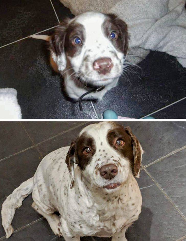 "My boy 12 years apart. His first ever photo at 7 weeks and one of the newest as a handsome old boy. He never lost his puppy spirit. The most gentle and beautiful dog imaginable. I'll always love my dog, Mak"