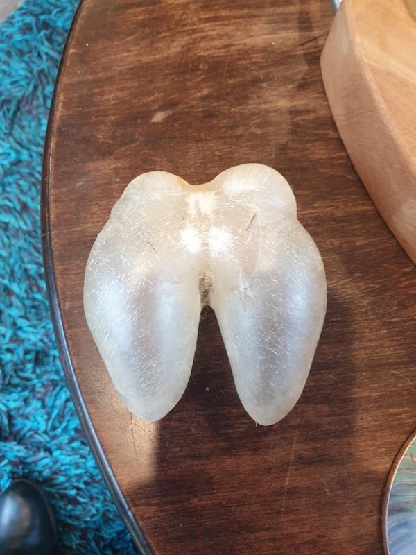 tooth