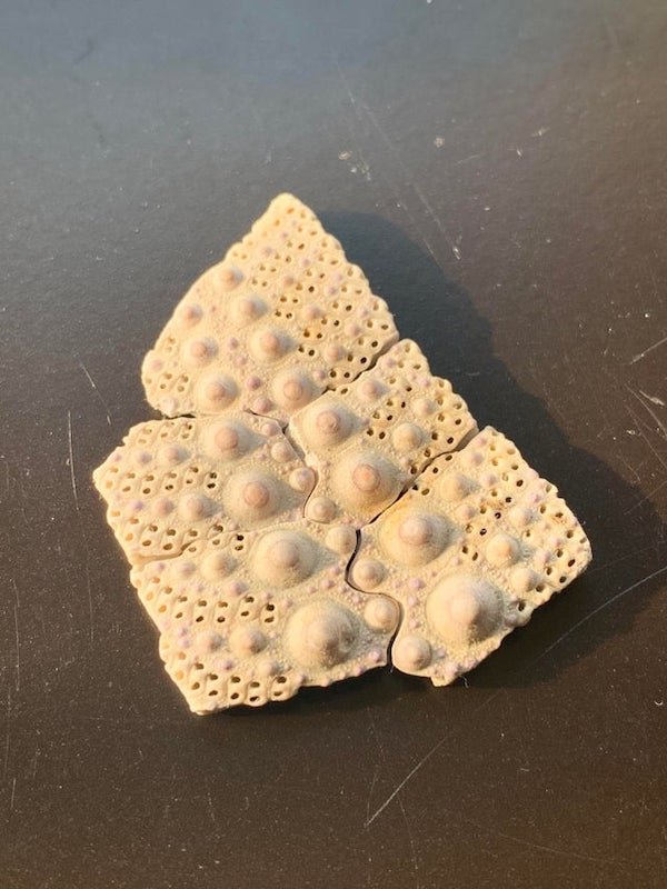 Found on the beach in Ventura County, CA

A: It’s a piece of a sea urchin test.