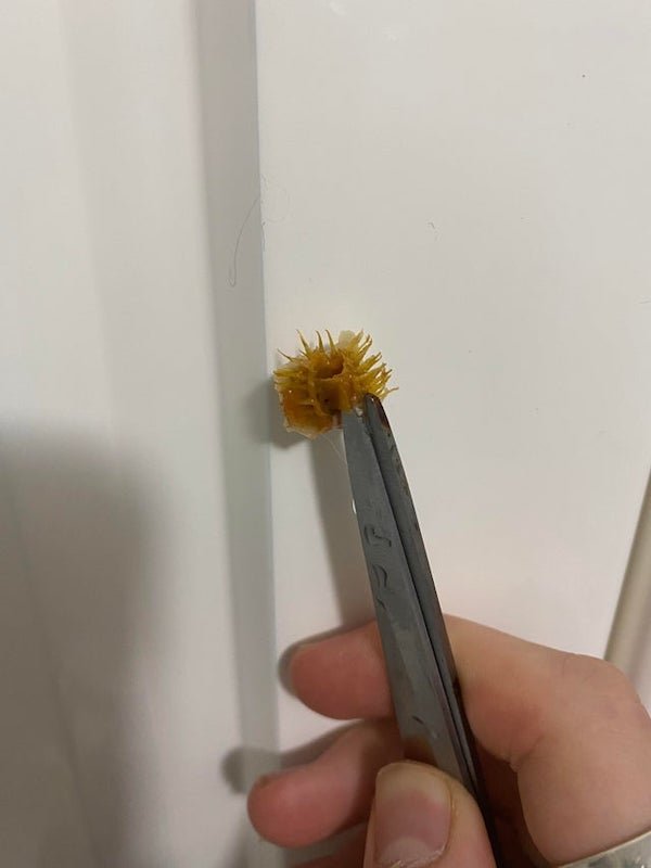 What is this thing? I found it in a frozen meal. It’s sharp and hard, spiky, and brown-ish coloured.

A: It’s a seed pod