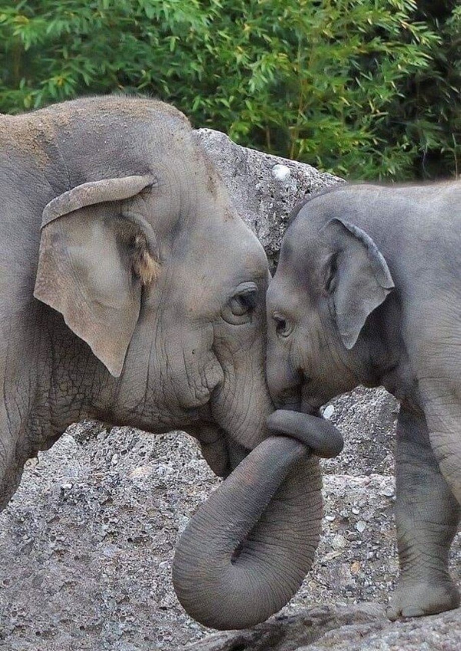 funny memes and pics - elephant kisses
