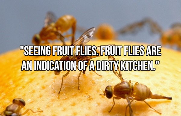 protect pumpkins from pests - "Seeing Fruit Flies. Fruit Flies Are An Indication Of A Dirty Kitchen."
