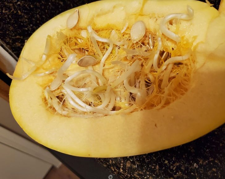 “I forgot about this spaghetti squash for so long that it sprouted inside the shell...”