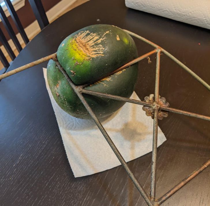 “This watermelon grew into my tiny fence.”