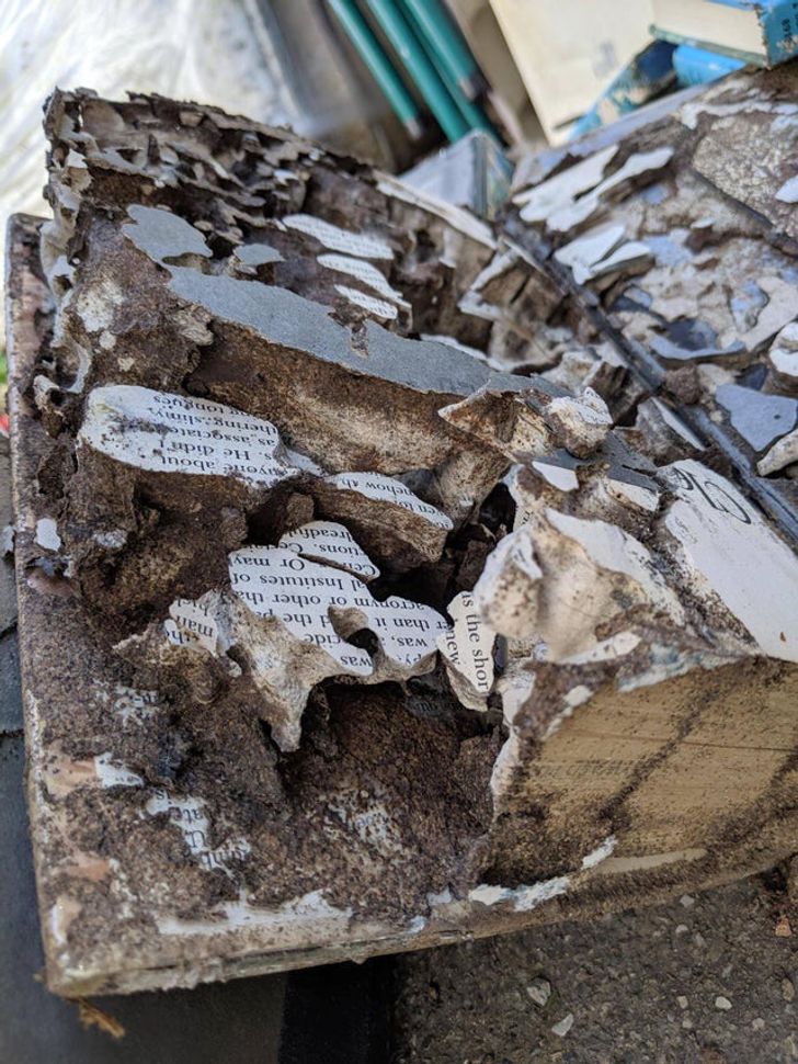 “This is what a book looks like after being ravaged by termites...”