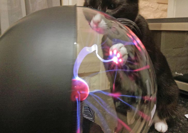 What happens if a cat touches a plasma ball.