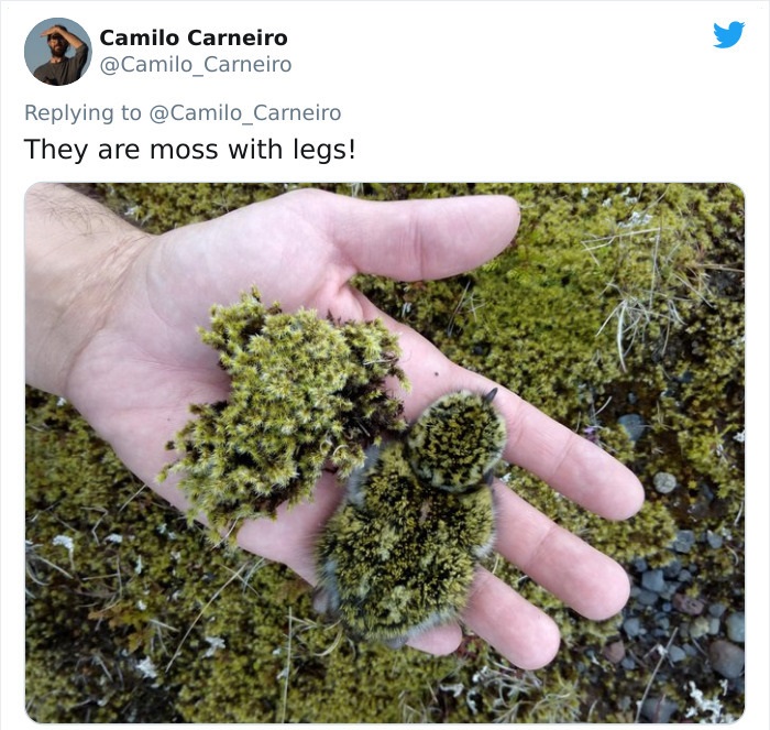 Moss vs. Hatchling