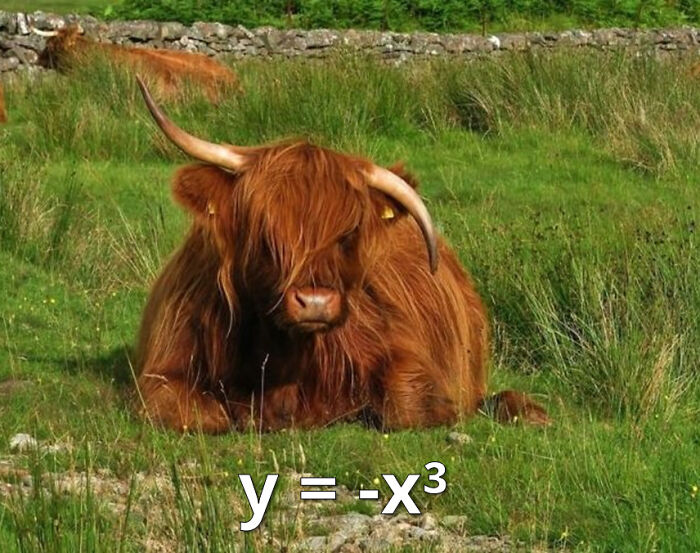 highland bovine - y x3