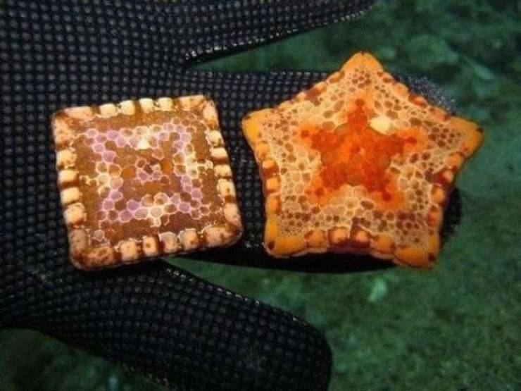 deformed square starfish