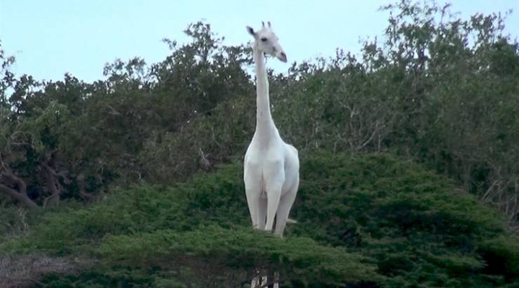 white giraffe