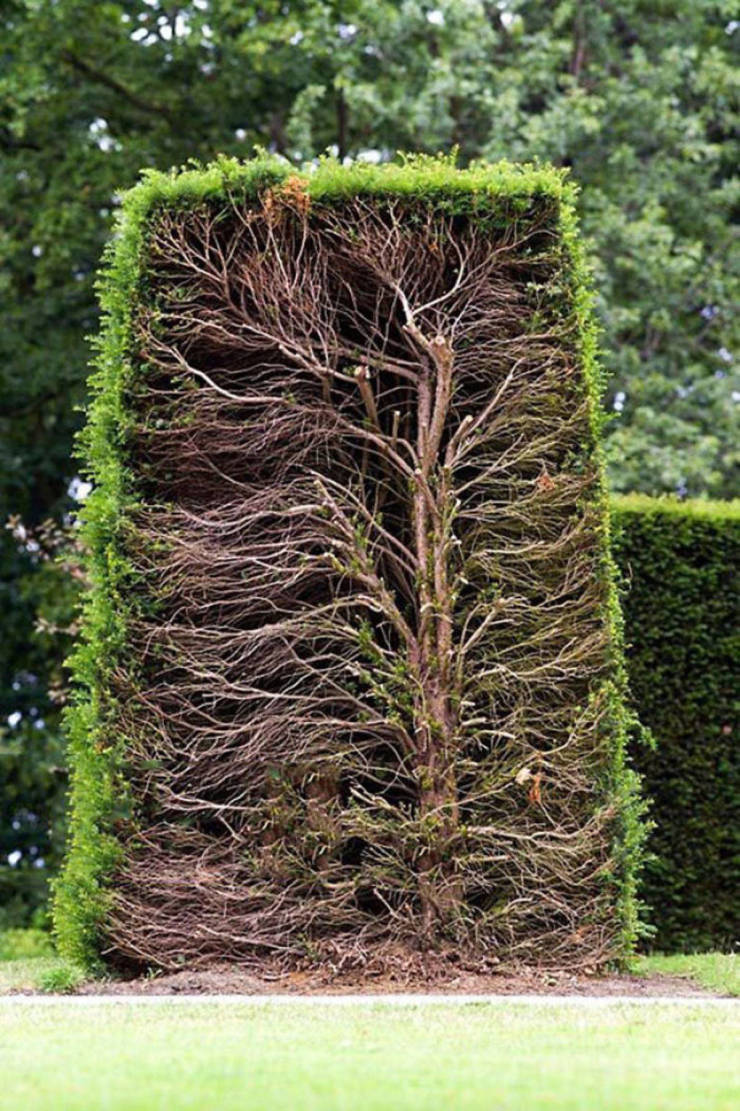 mature hedge cut in half