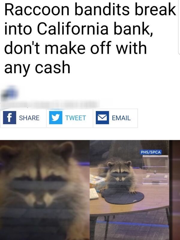 photo caption - Raccoon bandits break into California bank, don't make off with any cash f Tweet Email PhsSpca