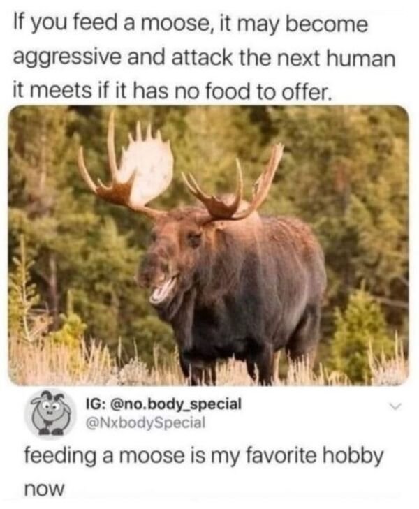 if you feed a moose - If you feed a moose, it may become aggressive and attack the next human it meets if it has no food to offer. Ig .body_special feeding a moose is my favorite hobby now