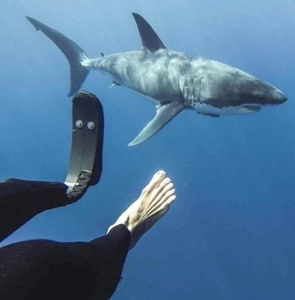 funny random pics - great white shark