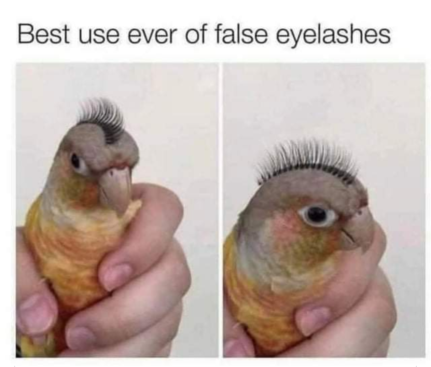 funny random pics - parrot memes - Best use ever of false eyelashes