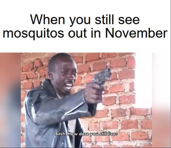 funny random pics - you still alive - When you still see mosquitos out in November Bitch. How dare you still liver