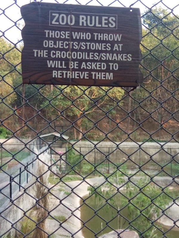 funny random pics - tree - Zoo Rules Those Who Throw ObjectsStones At The CrocodilesSnakes Will Be Asked To Retrieve Them