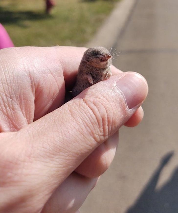 “Shrews have such tiny grabbies!”