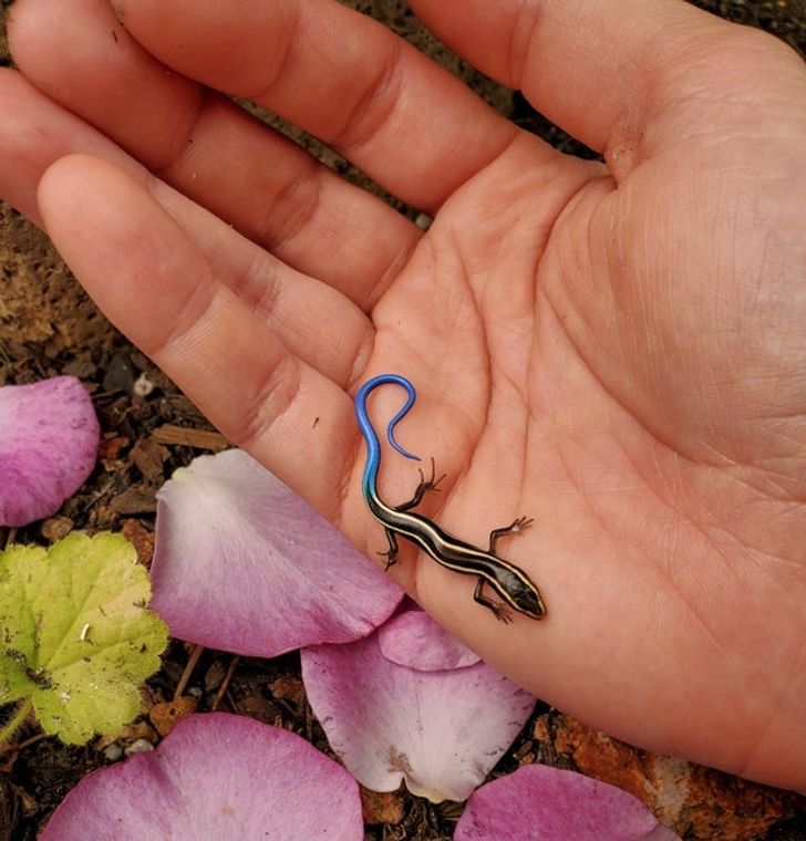 “My wife found this skink in our garden.”