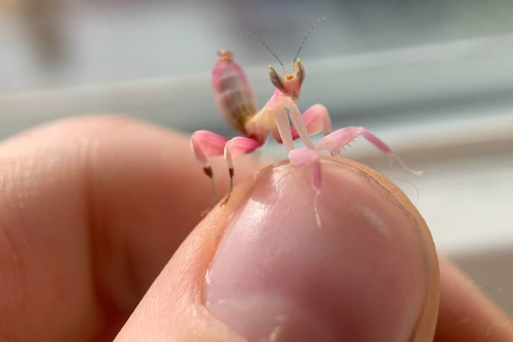 “Pipsqueak on my thumb and I have pretty small hands.”