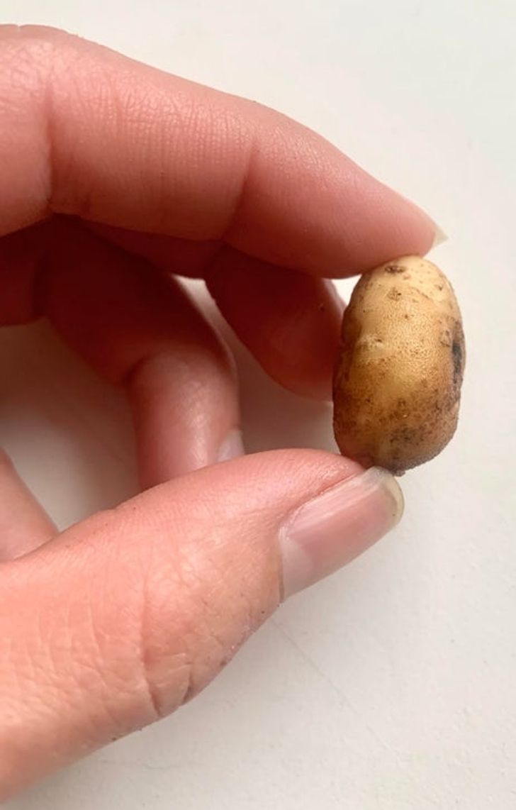 “Waited the entire summer to harvest potatoes and this is all my garden produced.”