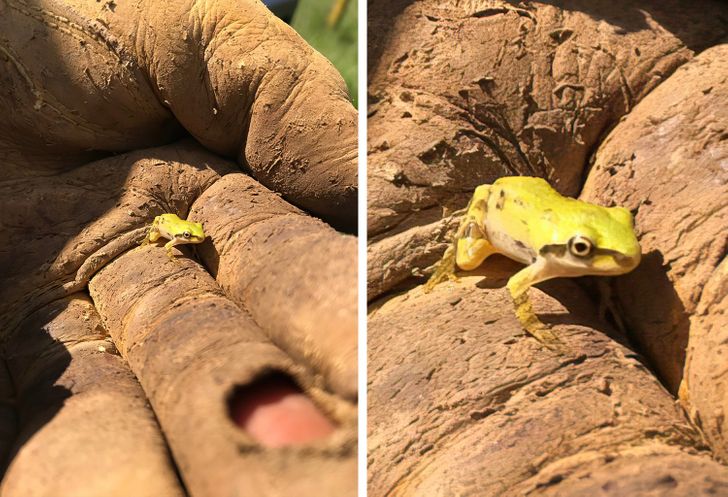 “Found this cutie while working.”