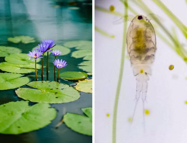 A drop of pond water