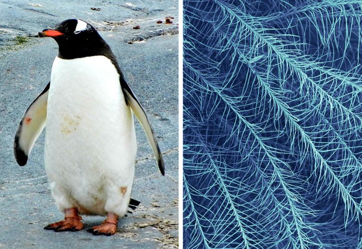 Penguin feathers