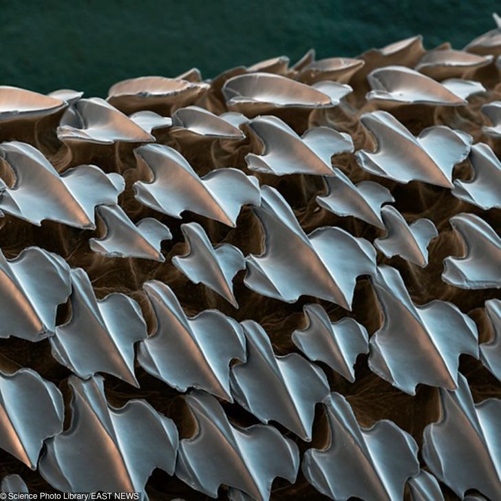 Shark skin