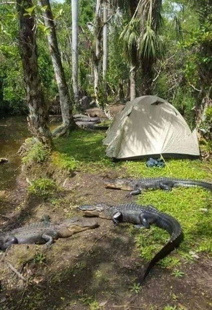 Camping In Florida Looks Fun