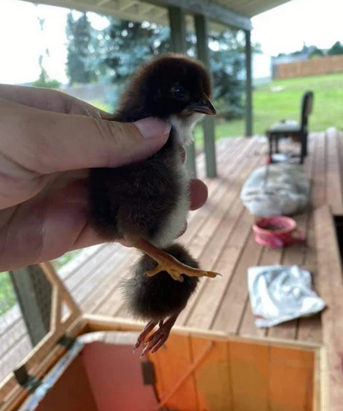 This Chick Hatched With 4 Feet And Two Butts