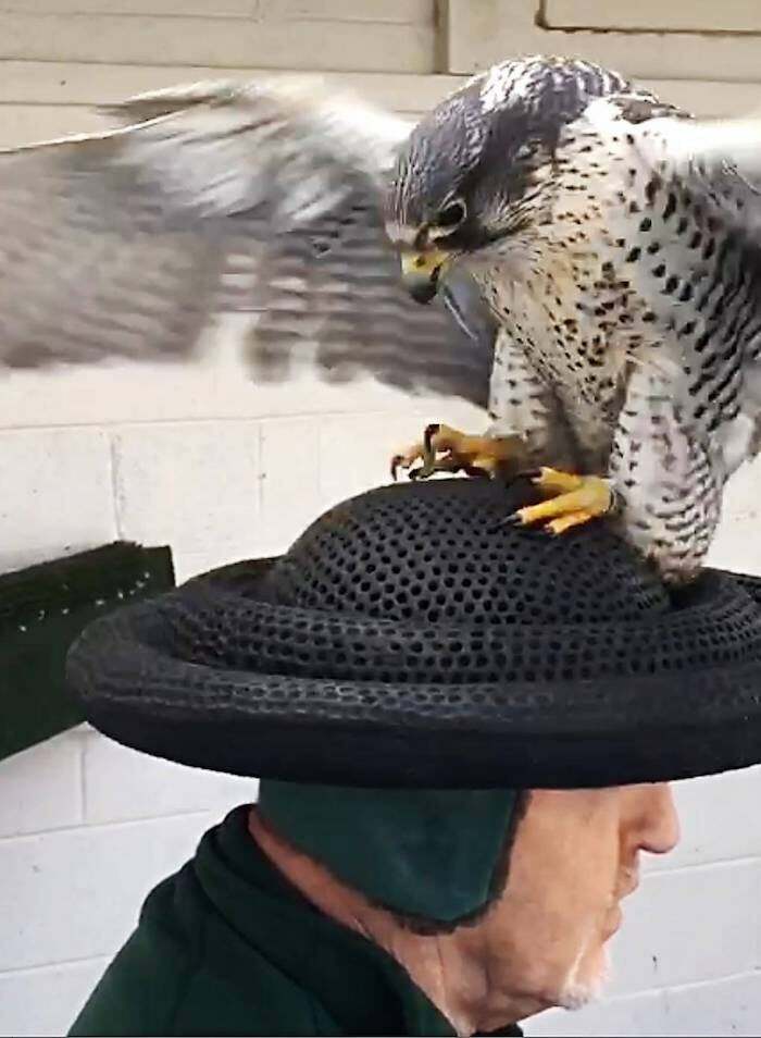 A Falcon Mating Hat Allows Falcon Keepers To Collect Sperm From Their Birds For Later Artificial Insemination. Essentially The Bird Is Mating With The Keepers Head...