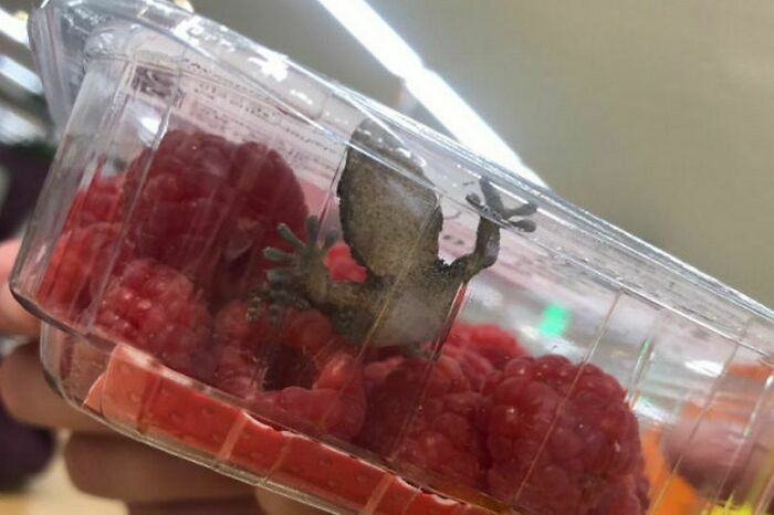 Lizard Found In A Raspberry Container