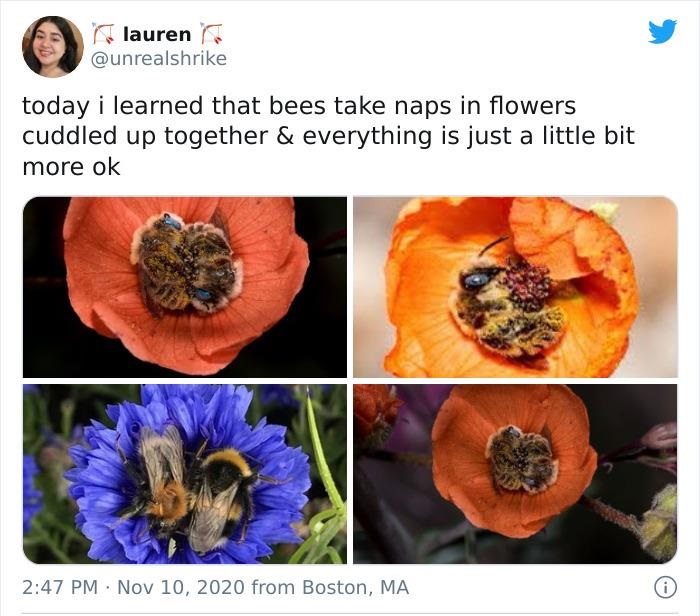 flower - lauren today i learned that bees take naps in flowers cuddled up together & everything is just a little bit more ok from Boston, Ma