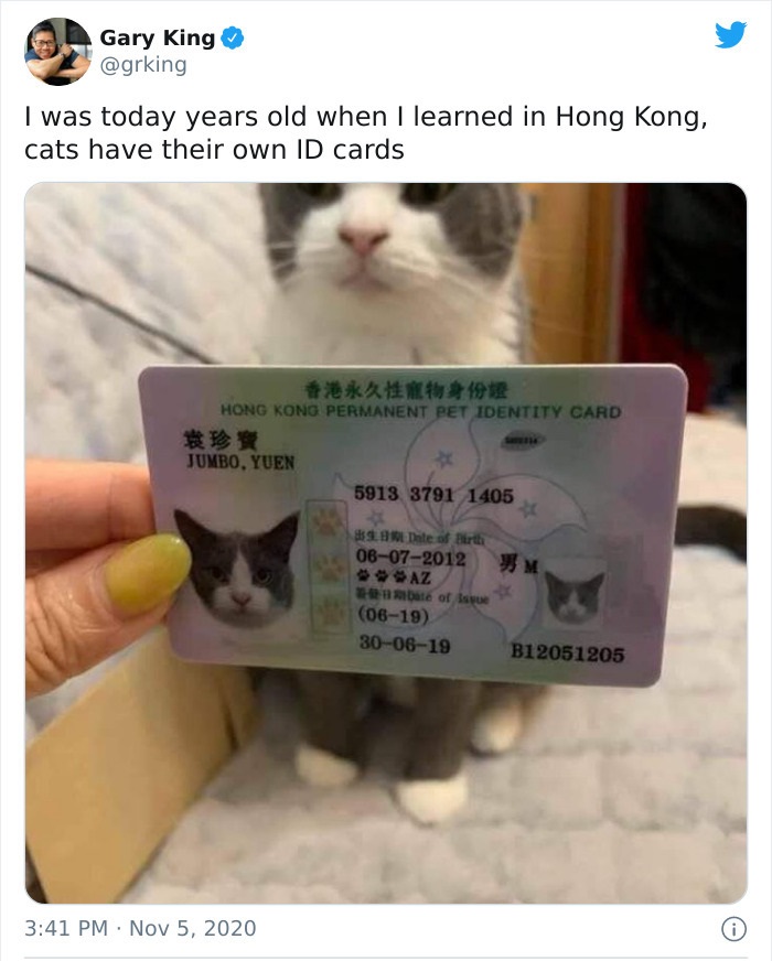 hong kong pet identity card - Gary King I was today years old when I learned in Hong Kong, cats have their own Id cards Hong Kong Permanent Pet Identity Card Jumbo, Yuen 5913 3791 1405 Date of Birtti 06072012 bate of ise 0619 300619 B12051205