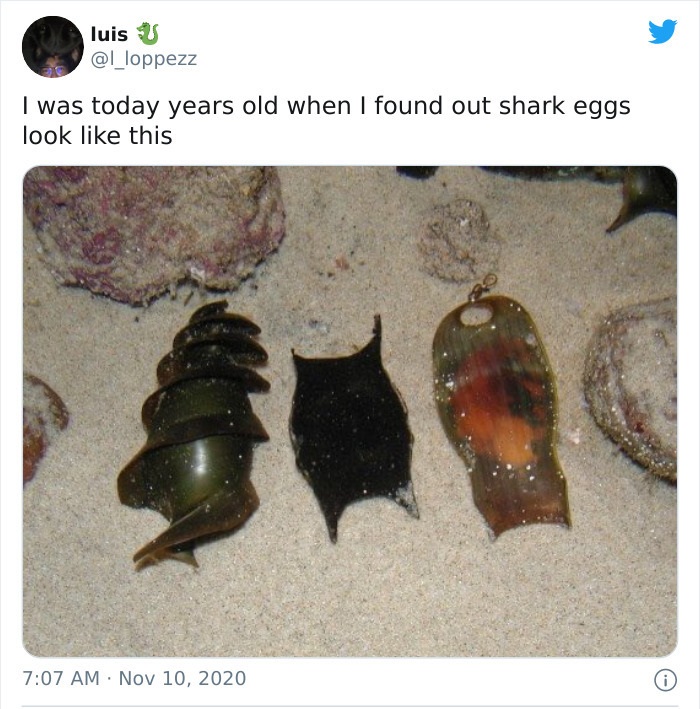 luis U I was today years old when I found out shark eggs look this