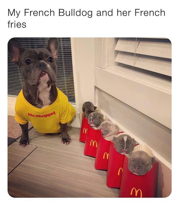 French Bulldog - My French Bulldog and her French fries MeNugget M m n