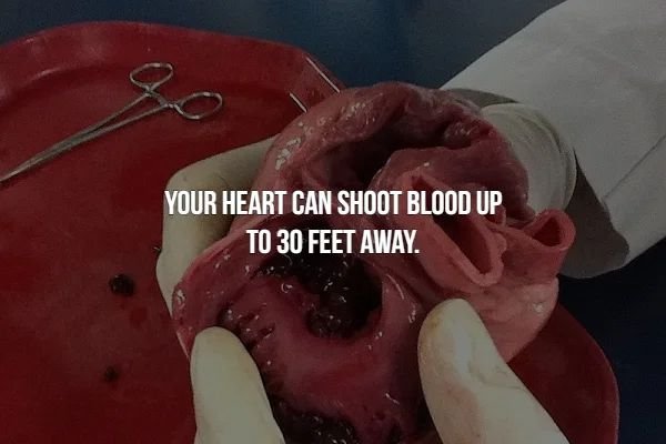 creepy facts - Heart - Your Heart Can Shoot Blood Up To 30 Feet Away.