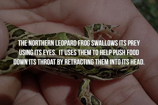 creepy facts - northern leopard frog - The Northern Leopard Frog Swallows Its Prey Using Its Eyes. It Uses Them To Help Push Food Down Its Throat By Retracting Them Into Its Head.