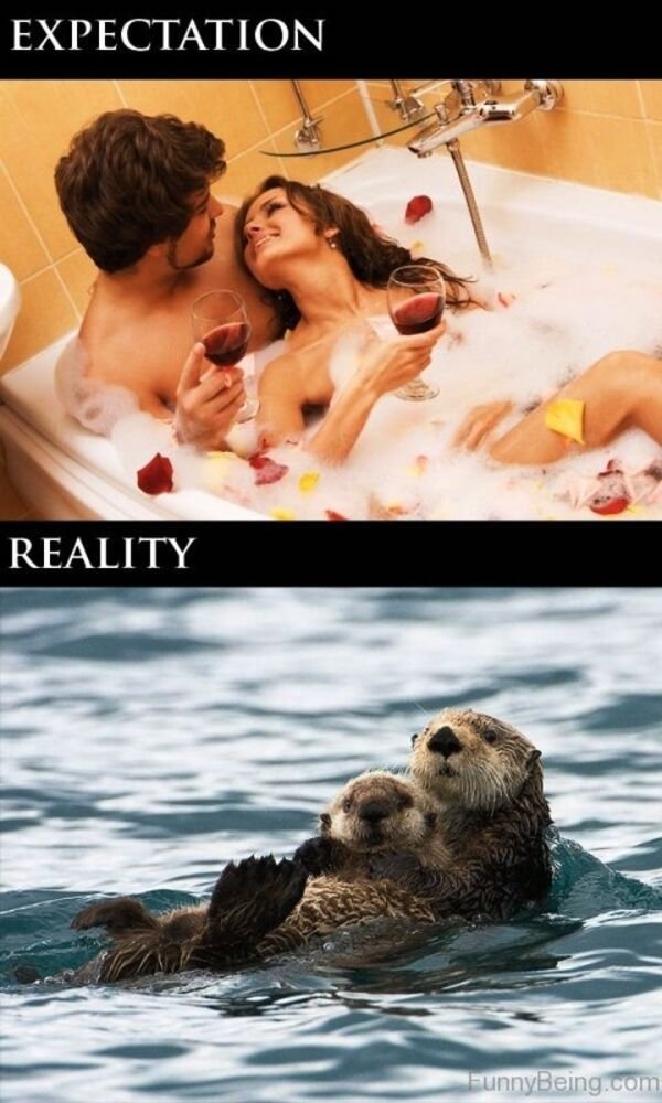 sea otter and pup - Expectation Reality FunnyBeing.com