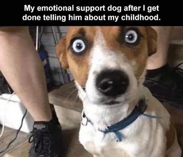 funny emotional support animal memes - My emotional support dog after I get done telling him about my childhood.