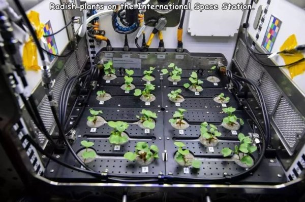 car - Radish plants on the International Space Station