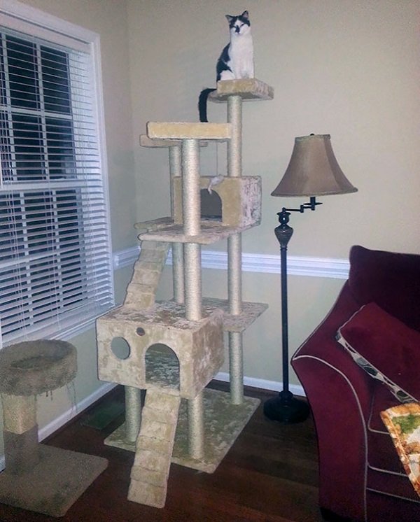 “My wife was mad at me for buying such a huge cat tree for our blind cat. “She’s blind. She won’t be able to climb that thing!” 36 hours later.”