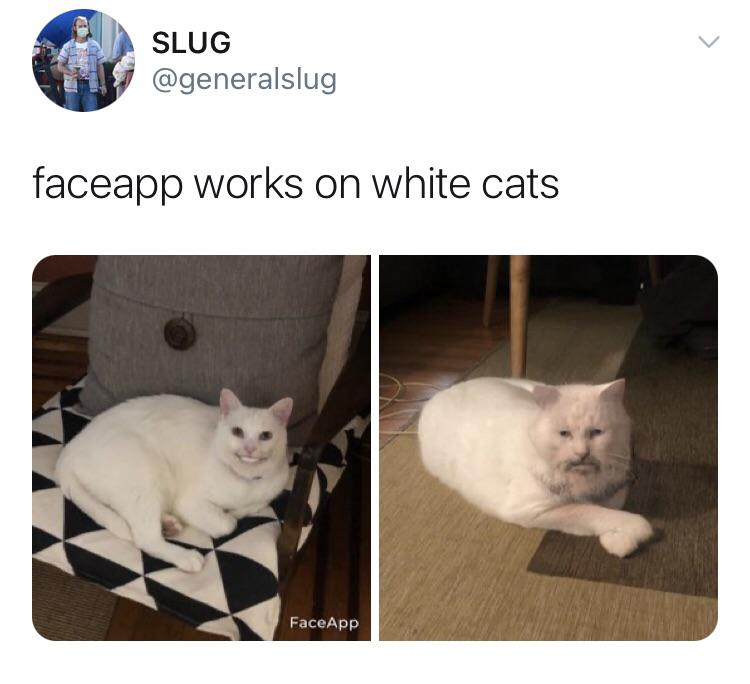 fauna - Slug faceapp works on white cats FaceApp