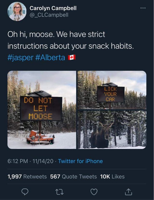 hearst foundation - Carolyn Campbell Oh hi, moose. We have strict instructions about your snack habits. E Lick Your Car Do Not Let Moose Xar 111420 Twitter for iPhone 1,997 567 Quote Tweets 10K