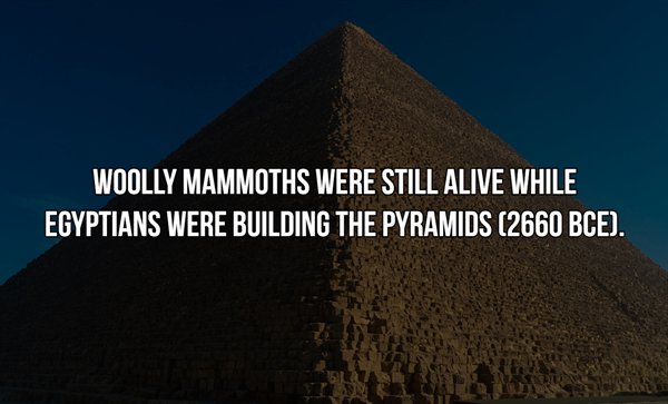great pyramid of giza - Woolly Mammoths Were Still Alive While Egyptians Were Building The Pyramids 2660 Bce. In