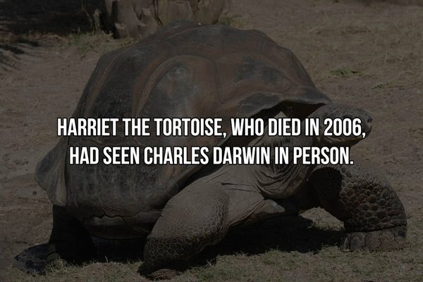 animals life span - Harriet The Tortoise, Who Died In 2006, Had Seen Charles Darwin In Person.